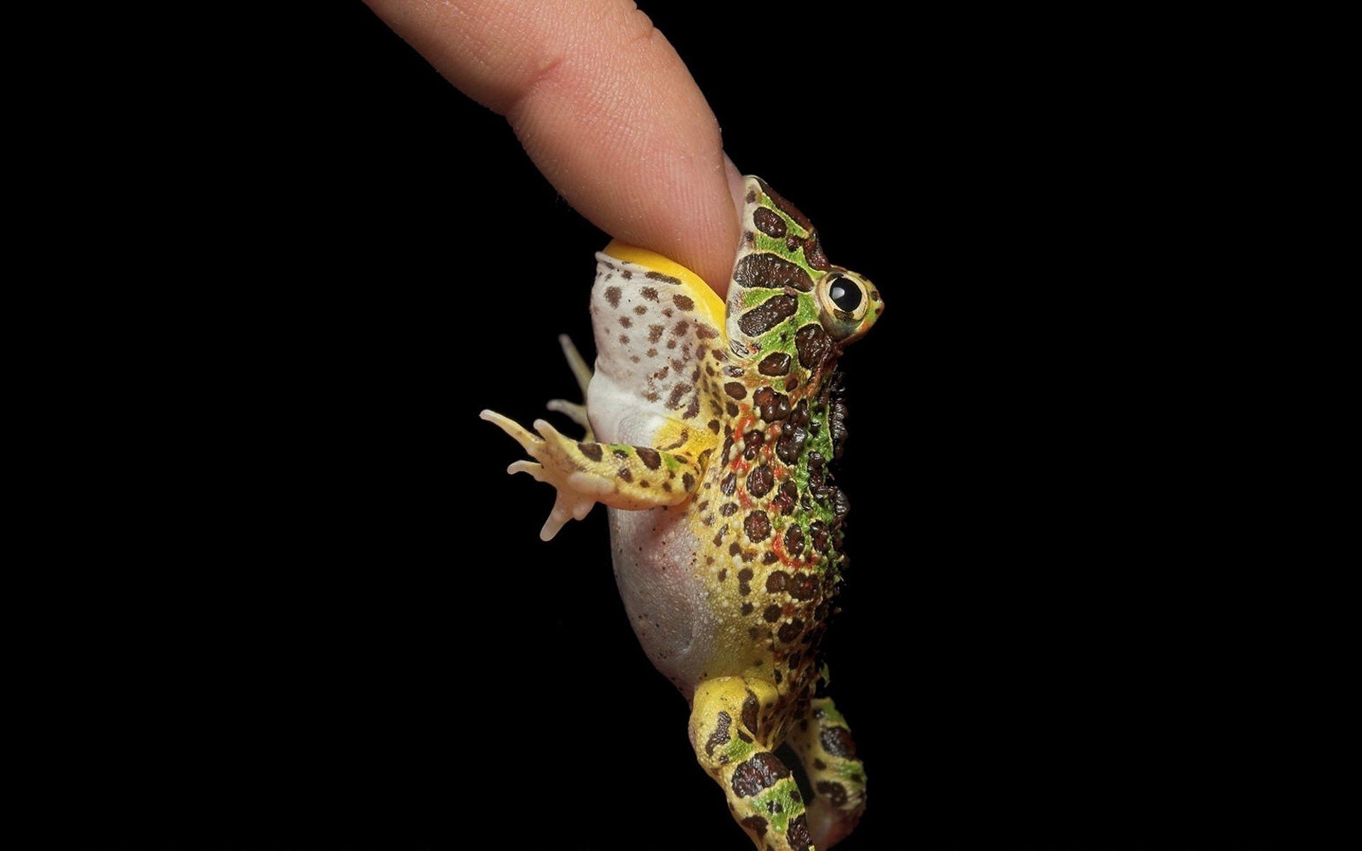 white belly frog finger eye