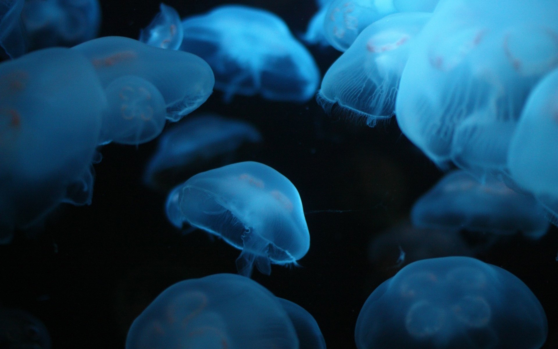 luz azul medusas zarcillos bandada aves acuáticas mundo submarino