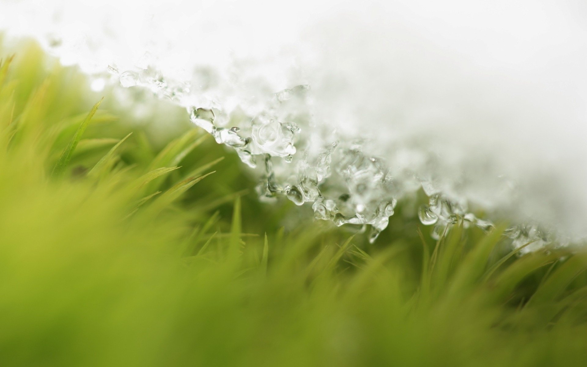 gras schnee tropfen frühling