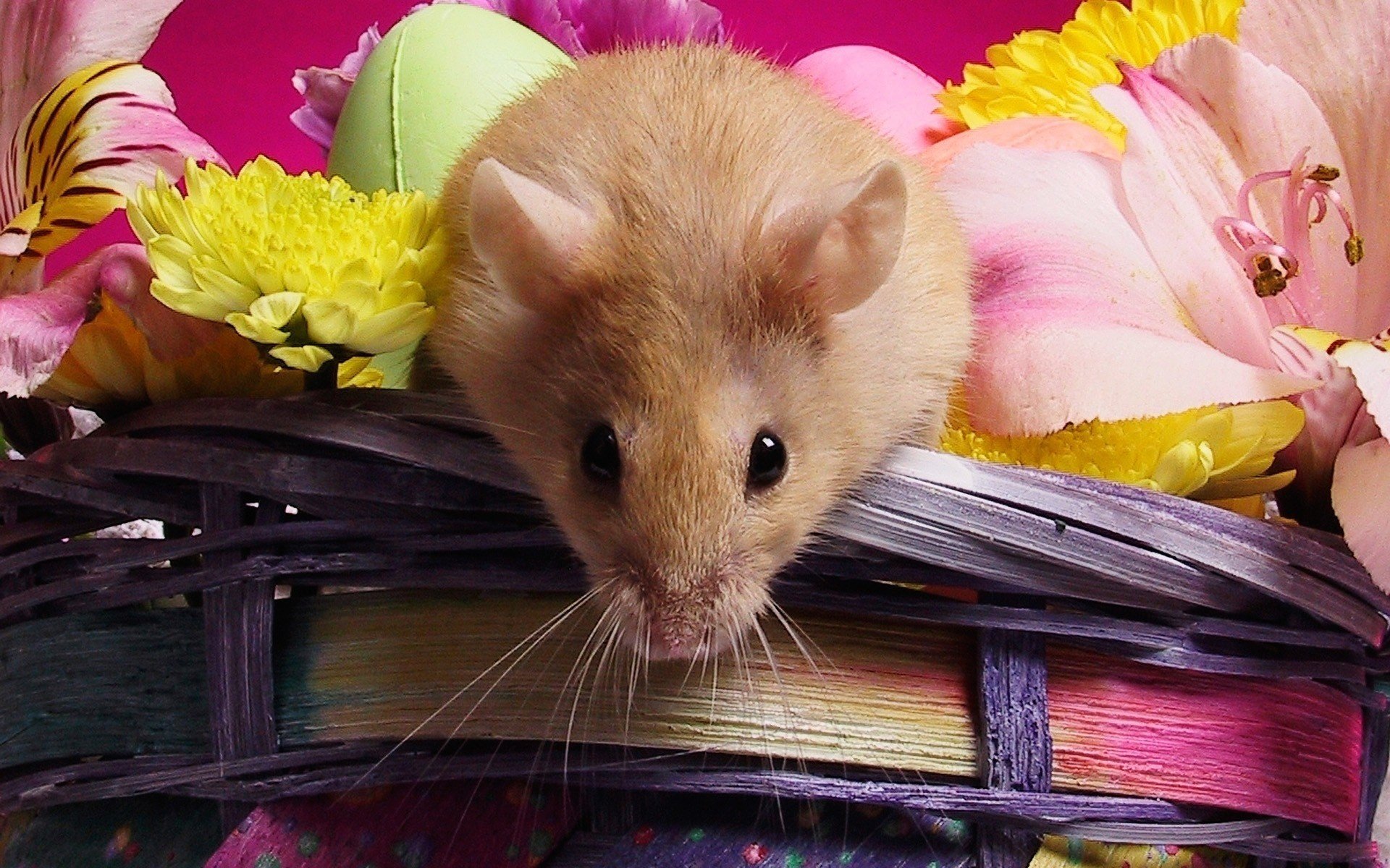 blumen maus schwarze augen weidenkorb nagetiere blick augen