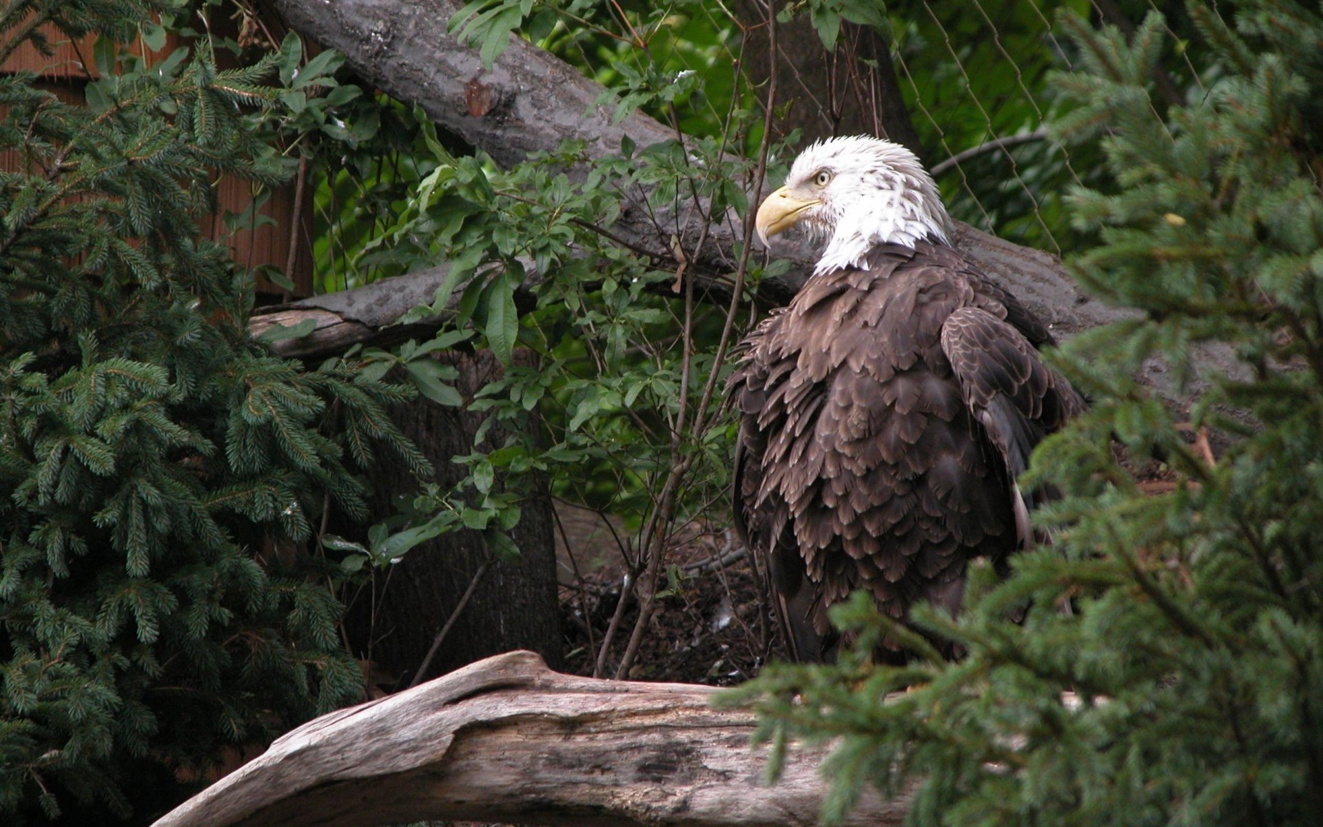 aigle faune feuilles oiseaux branches vue arbre de noël à plumes