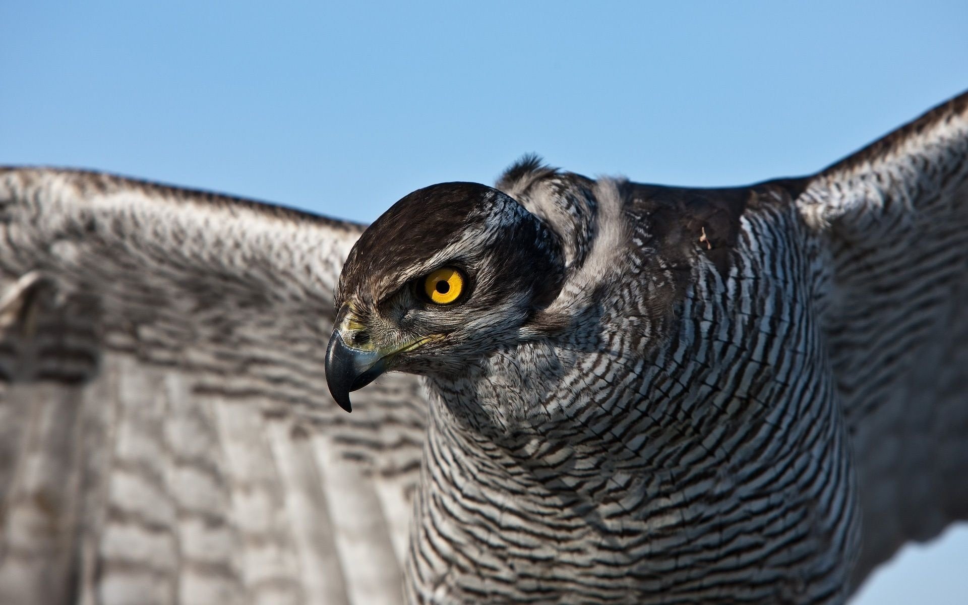 ojos anaranjados pájaro halcón plumas grises mirada emplumado