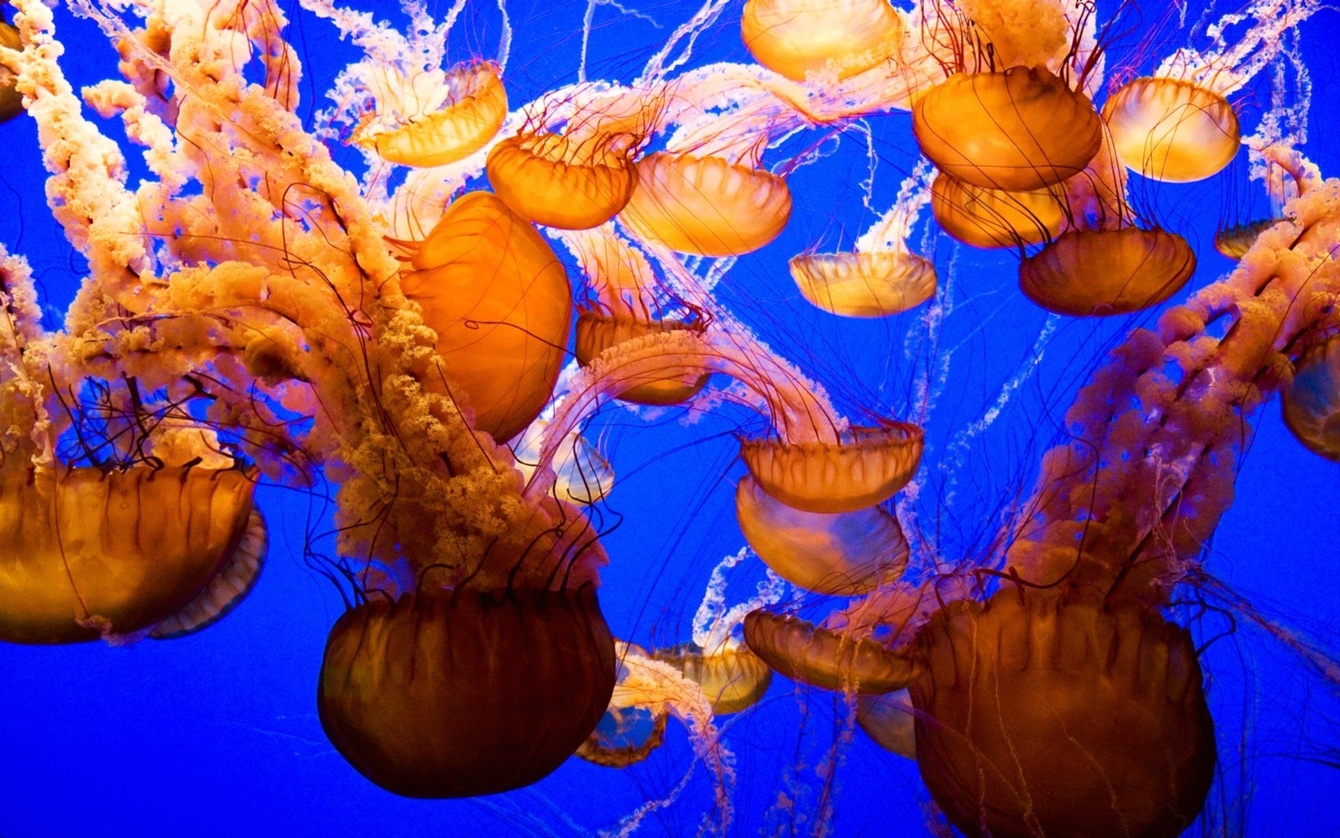 brown jellyfish underwater world sea waterfowl water tentacle