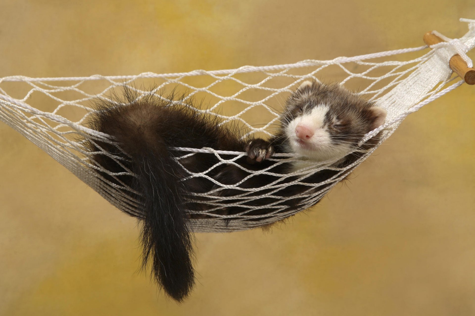 furet furet hamac dormir