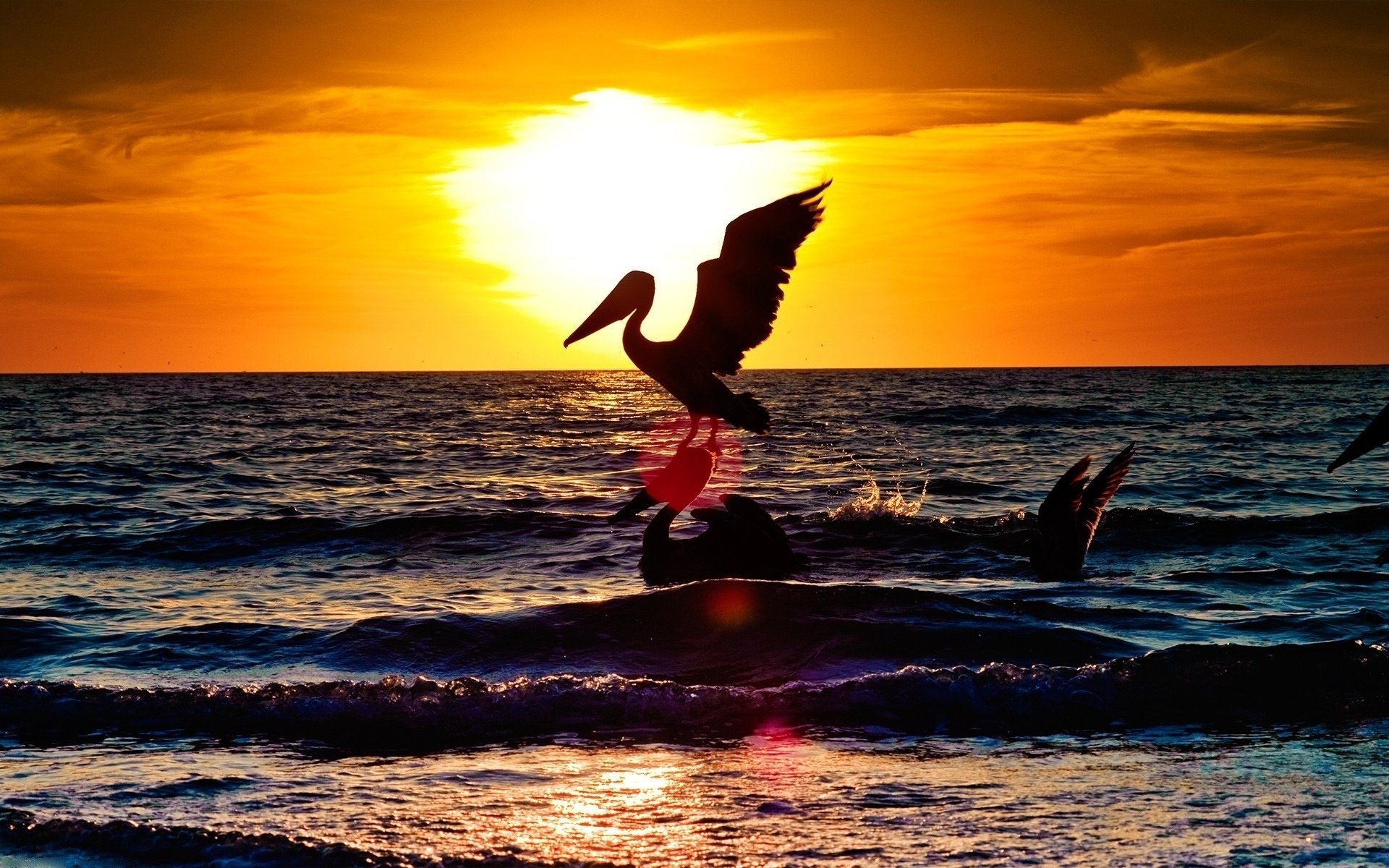 cigognes coucher de soleil océan oiseaux sable ailes à plumes pelecan