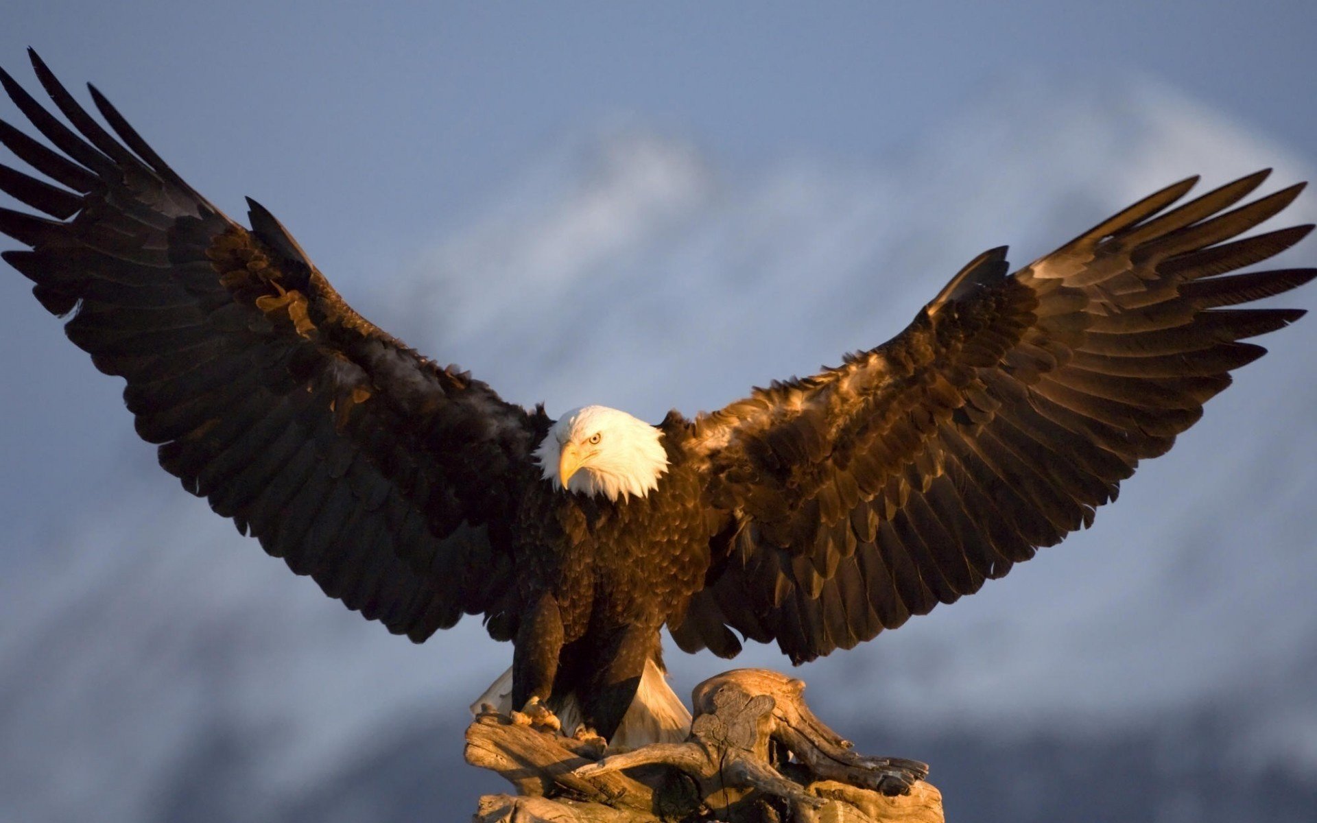 apertura alare aquila bello uccelli piumati aquila calva