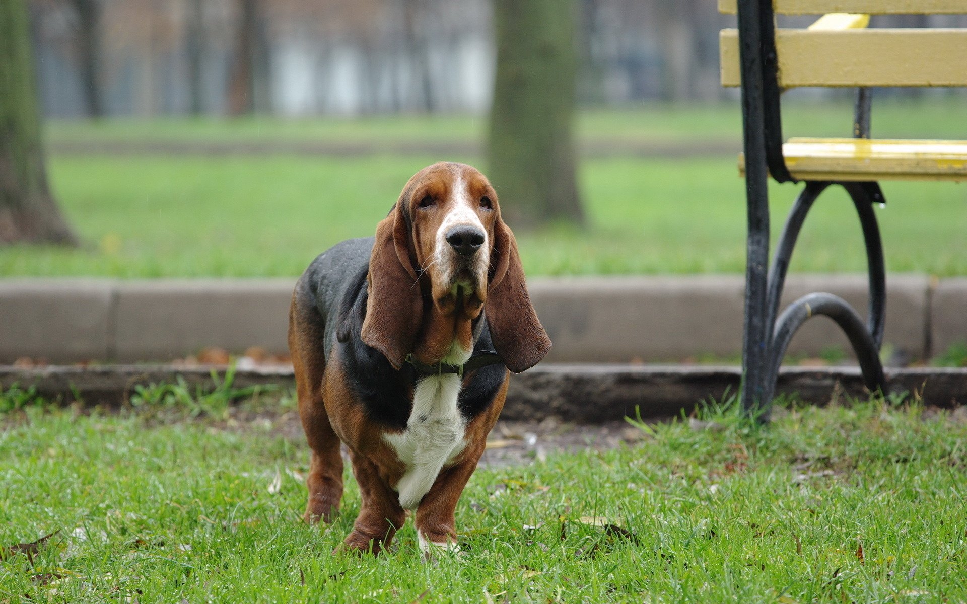 dog grass walk bassett