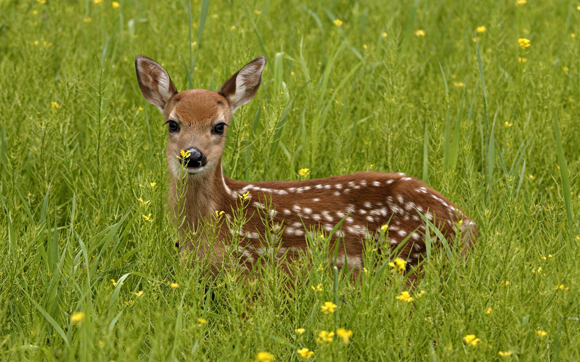 hirsch schwarze augen grünes gras brauner pelzmantel huftiere blick hirsch gras