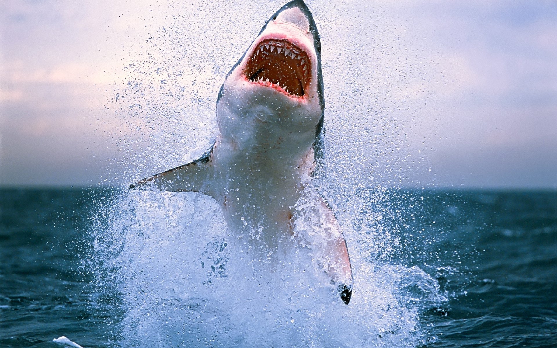 file di denti squalo spruzzi salto oceano predatori uccelli acquatici bocca denti acqua mondo sottomarino