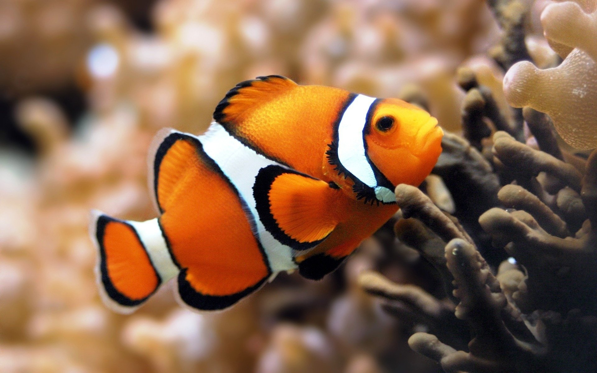 coral reef orange fish waterfowl underwater world