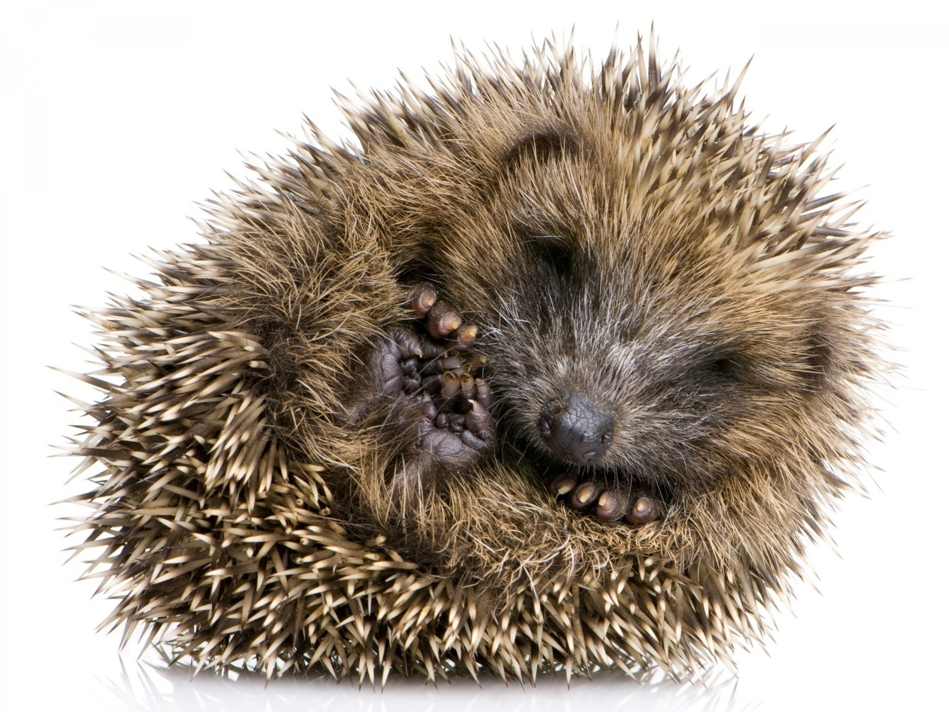 curled little paws hedgehog barb mediocrity sleep