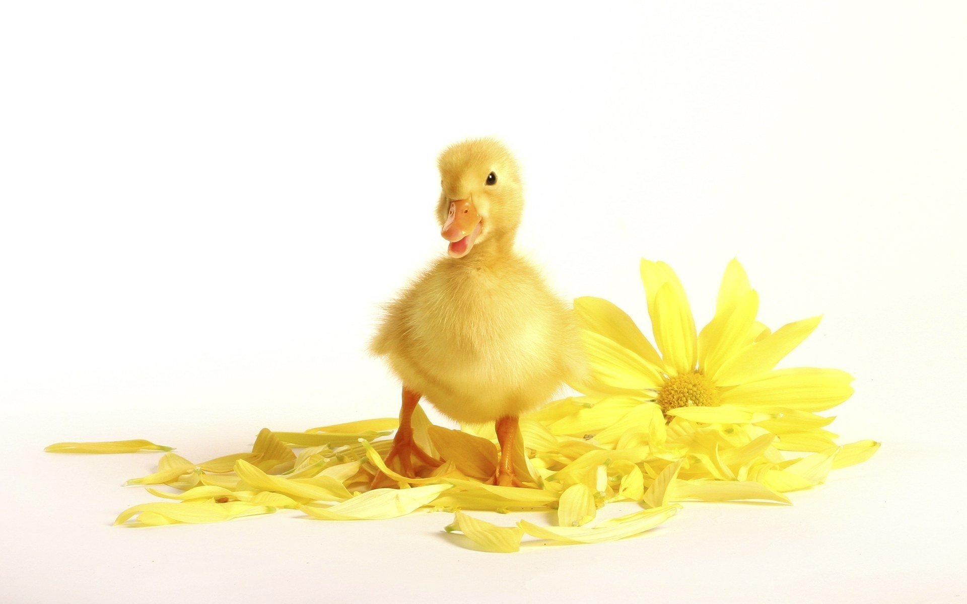 gelb flauschig blume entlein vögel blick