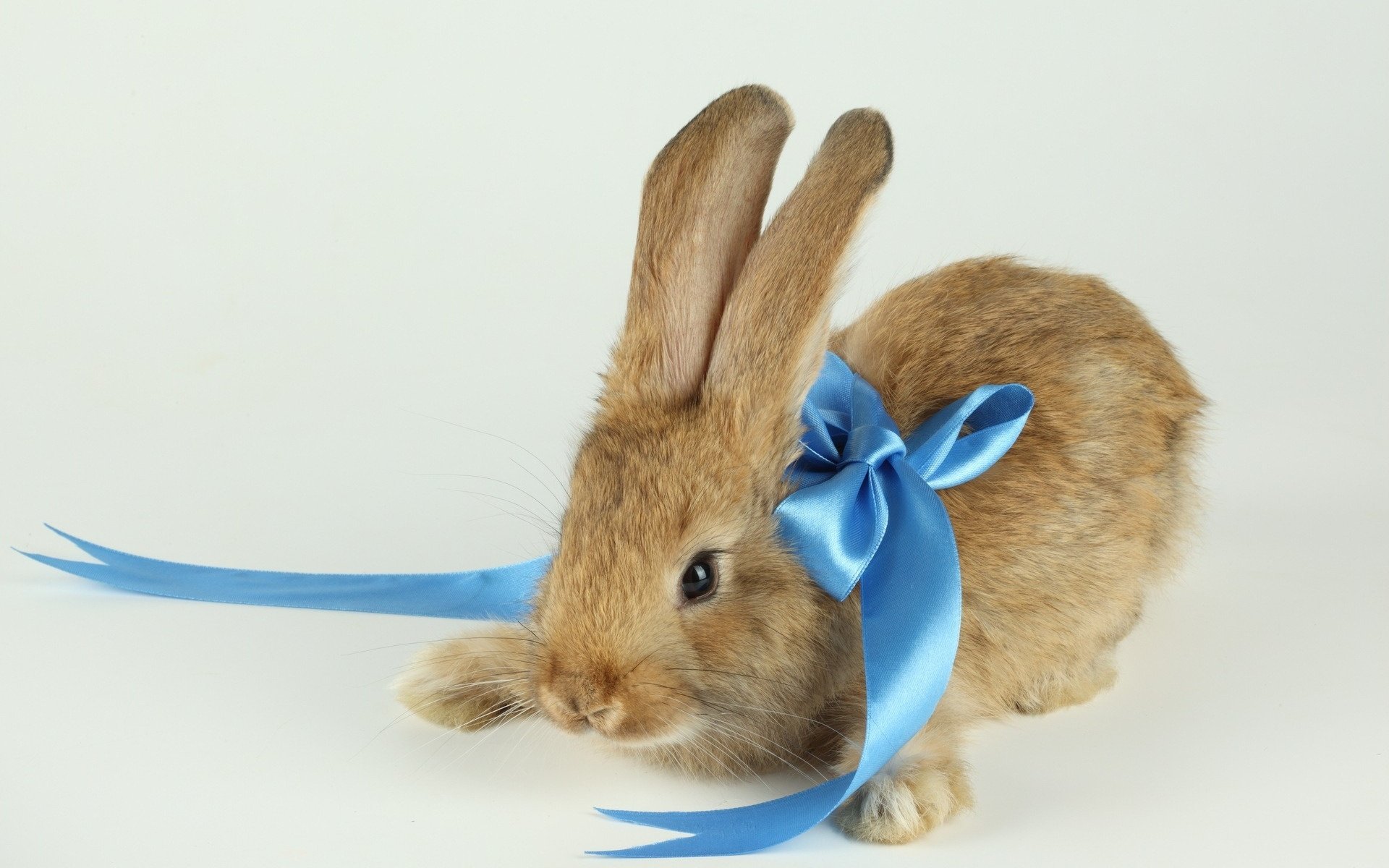 laine brune ruban bleu fond lapin