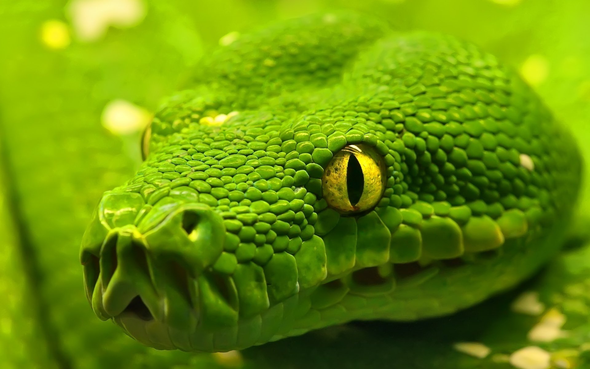 occhi verdi pelle serpente plazun plazun foto da vicino occhi paura vista macro boa