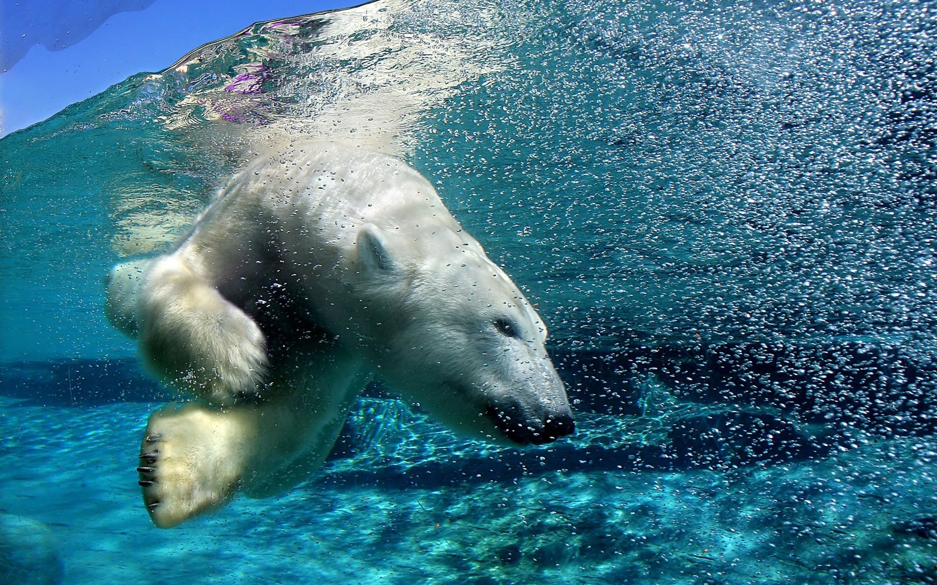 polar bear under water bulka predators bear