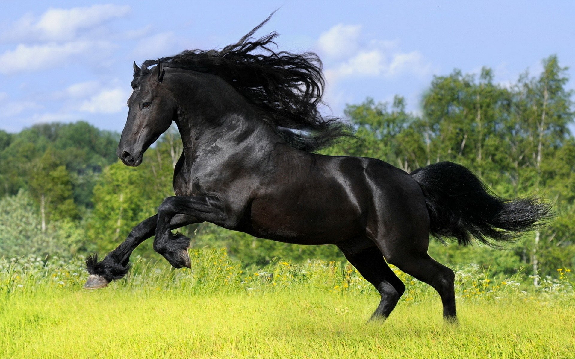 mig horse black horse stallion weed ungulates power speed earth grass glade mane the sky clouds forest tree