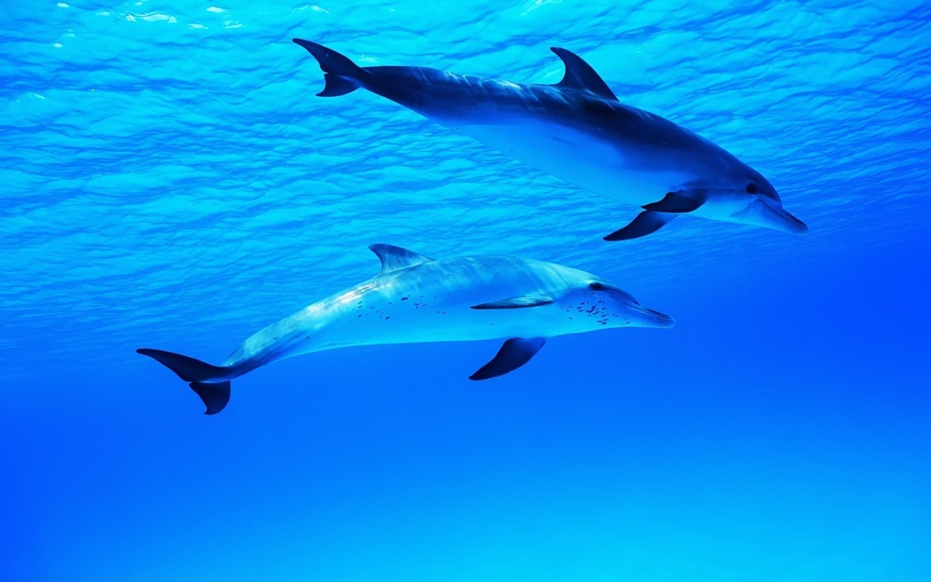 bleu mer couple de dauphins miettes eau beauté sauvagine monde sous-marin