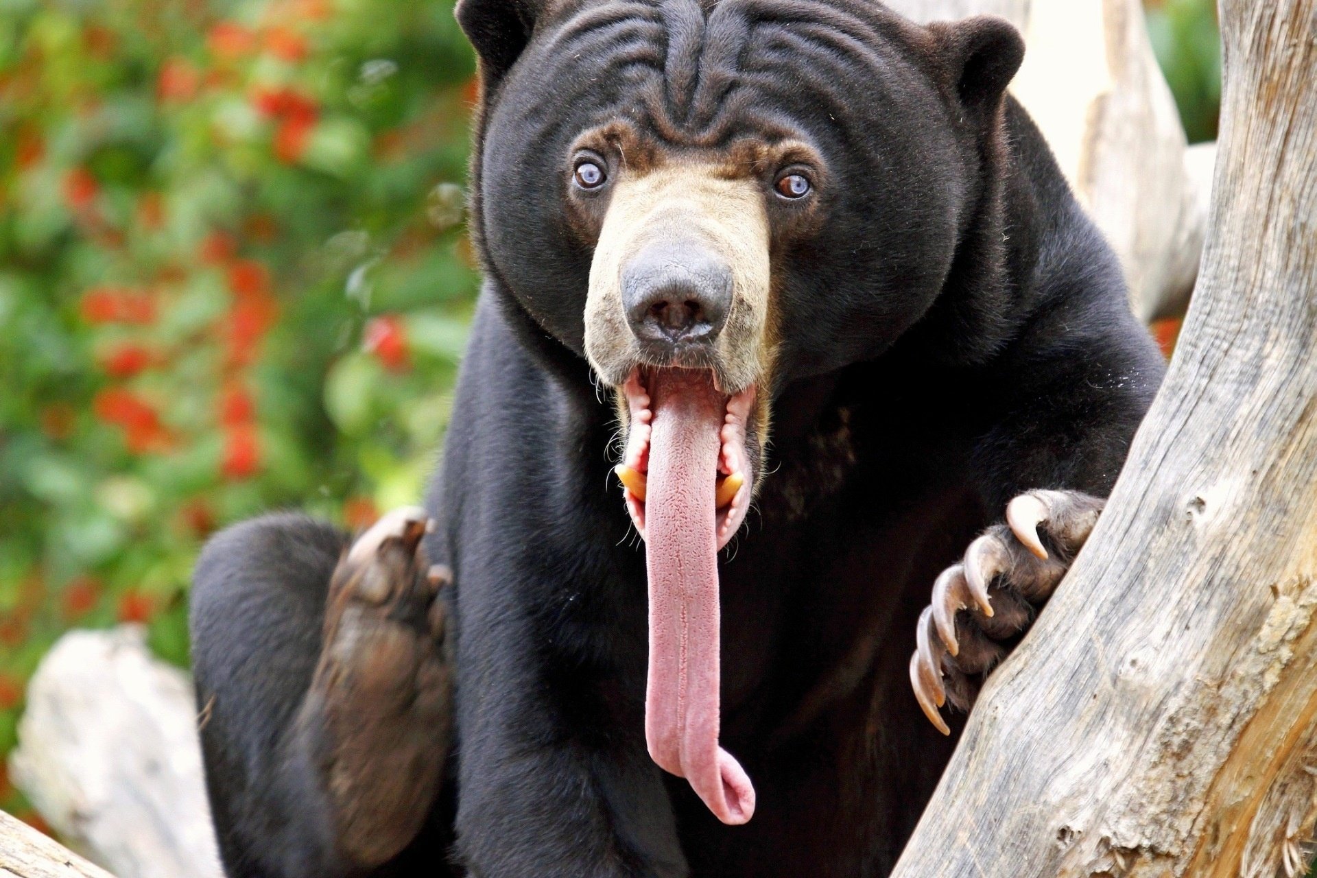 oso lengua larga hocico impresionante mirada pies zambos