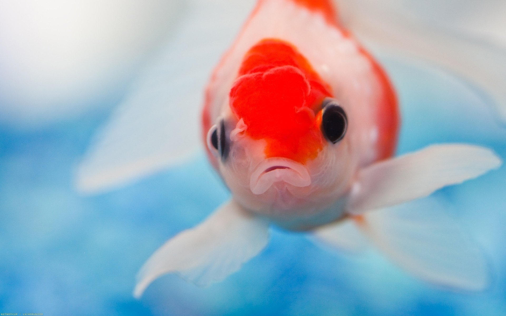 fisch augen wasser farben wasservögel blick unterwasserwelt