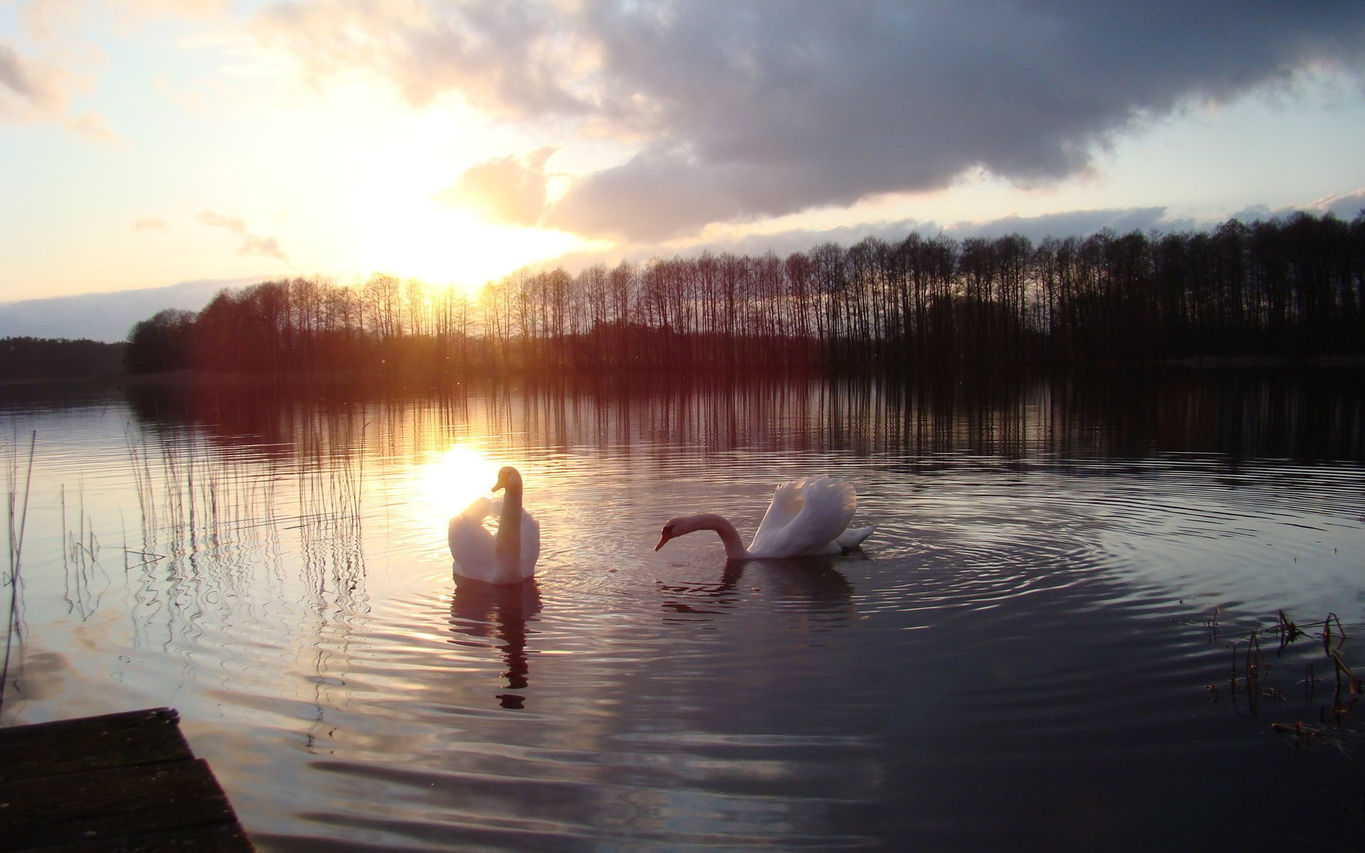 weiße schwäne see sonnenuntergang wald vögel gefiederte