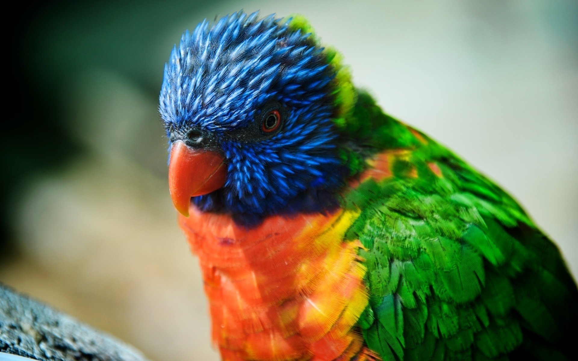 loriquete agujas loro plumas multicolores aves ojos plumas nariz mirada plumas