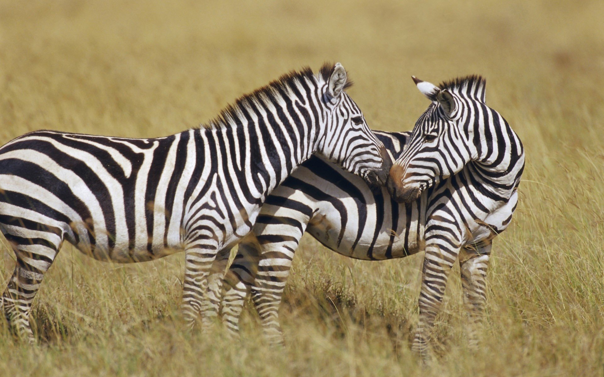 cebras beso vida silvestre animales ungulados