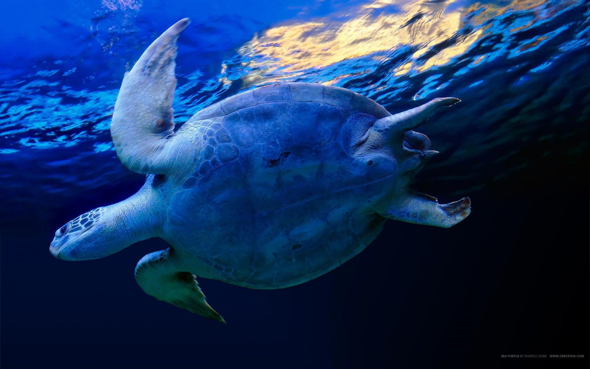 turtle under water lovely creation blue amphibians underwater world