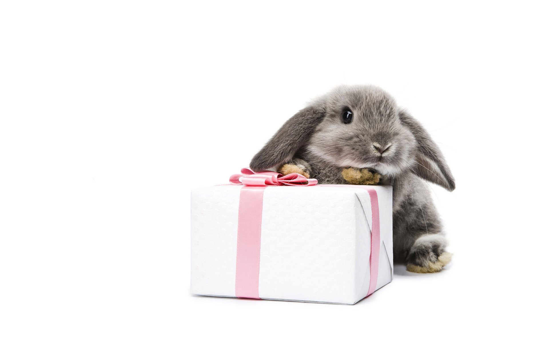 grey hare gift wrap pussy gift packaging white background rabbit