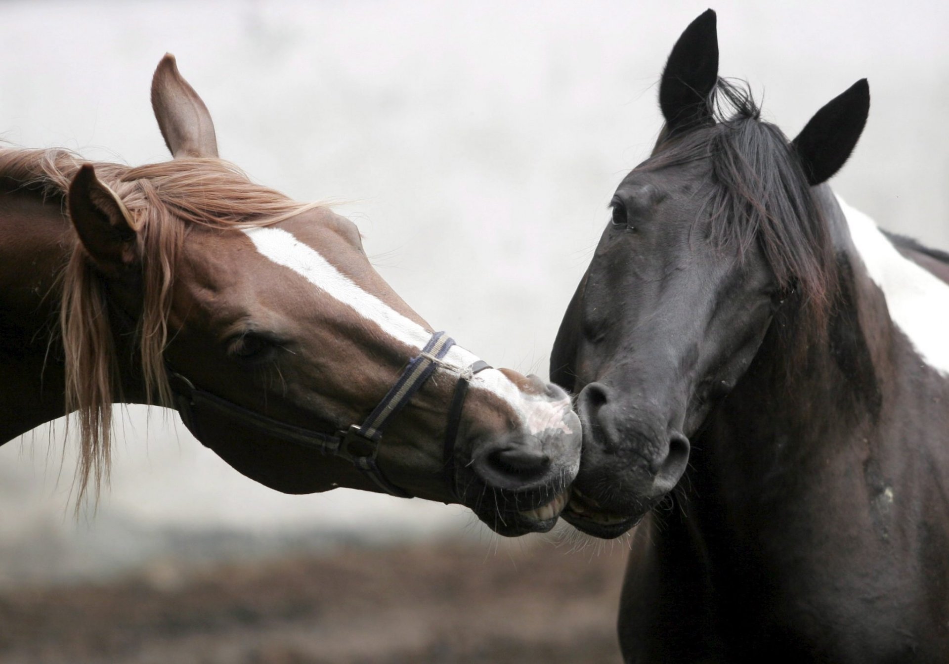 horse love kisses mane ungulates horses ki