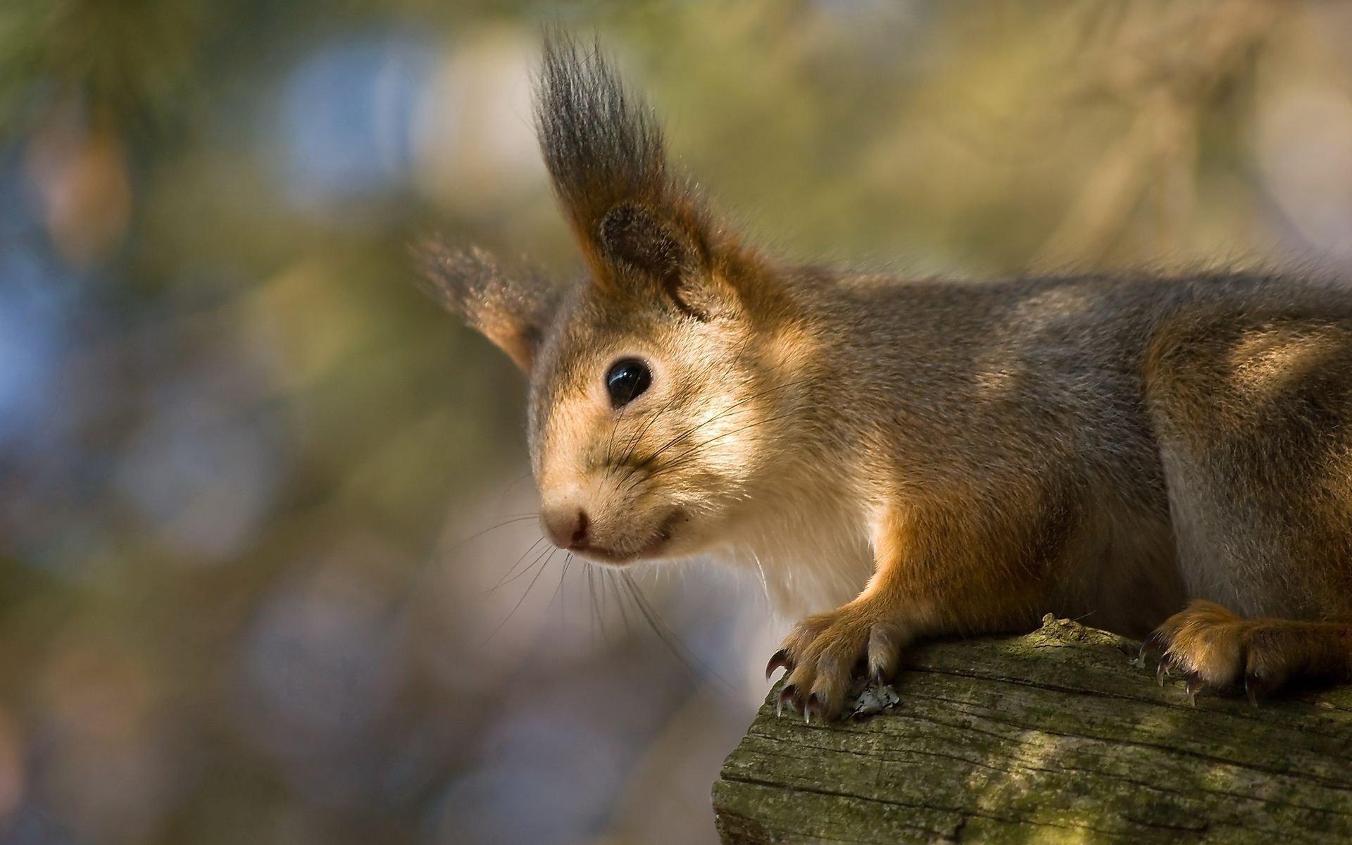 pinsel an den ohren aschfärbung eichhörnchen aussehen