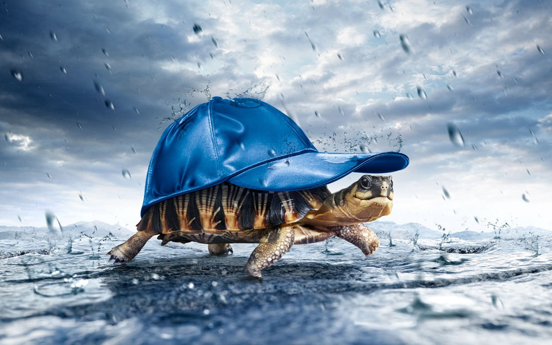 gorra azul tortuga caparazón lluvia dibujos anime