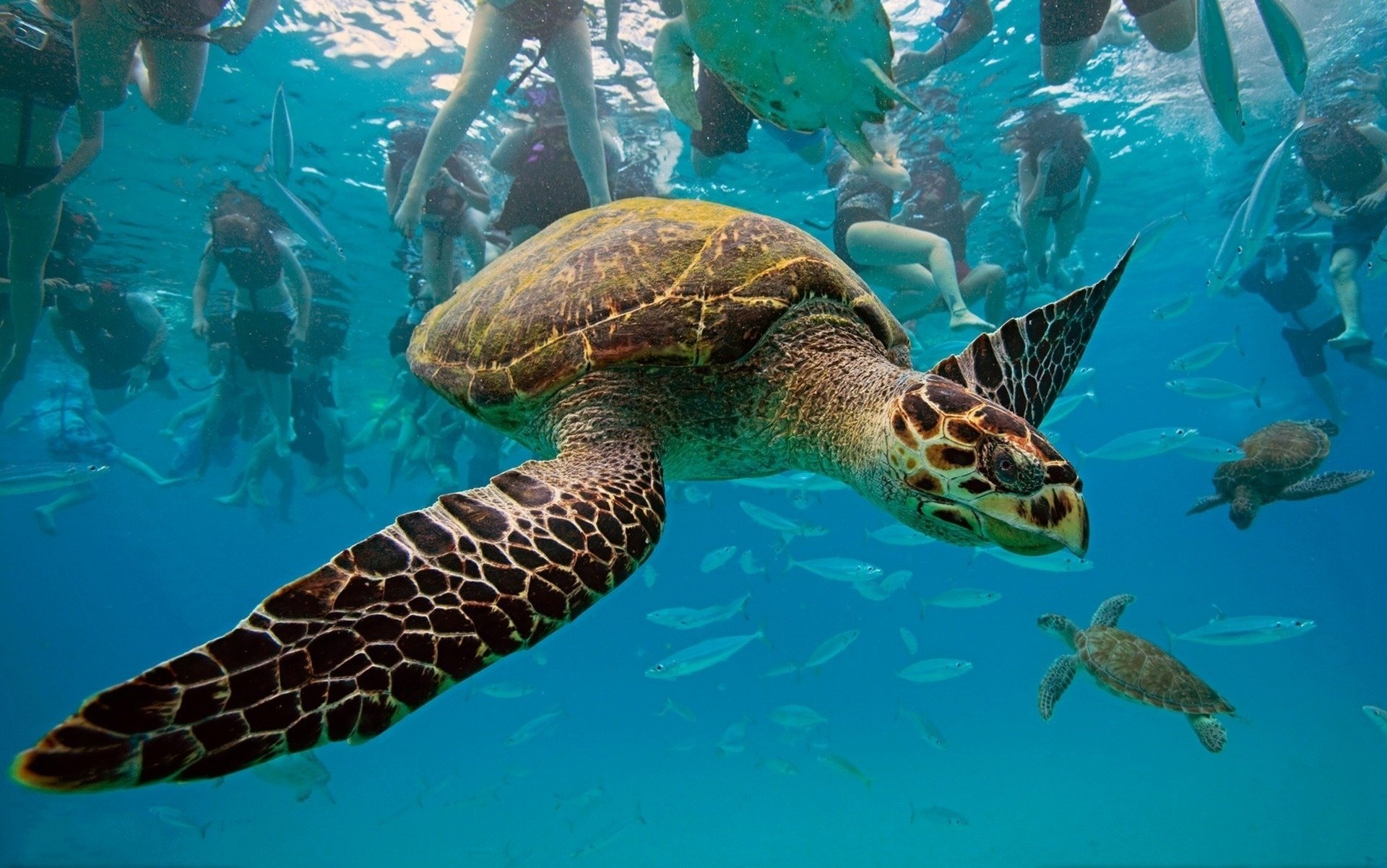 troupeaux tortue animaux océan eau mer mouvement photo de près personnes poissons monde sous-marin photo amphibiens