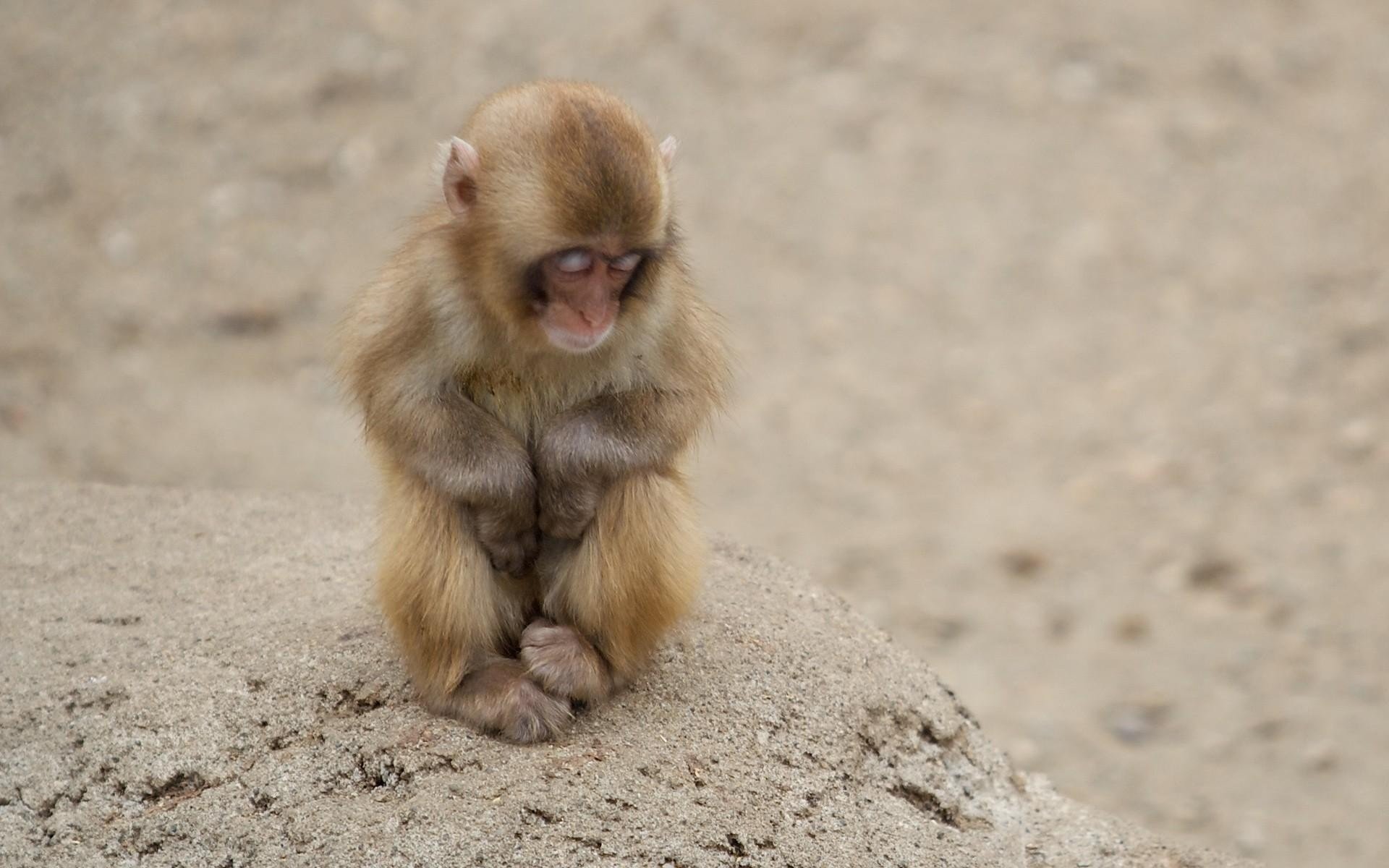 monkey sadness stone sleep