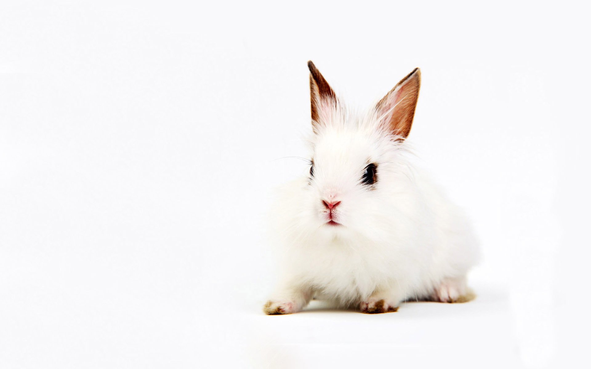 bestia asustada conejo blanco ojos negros