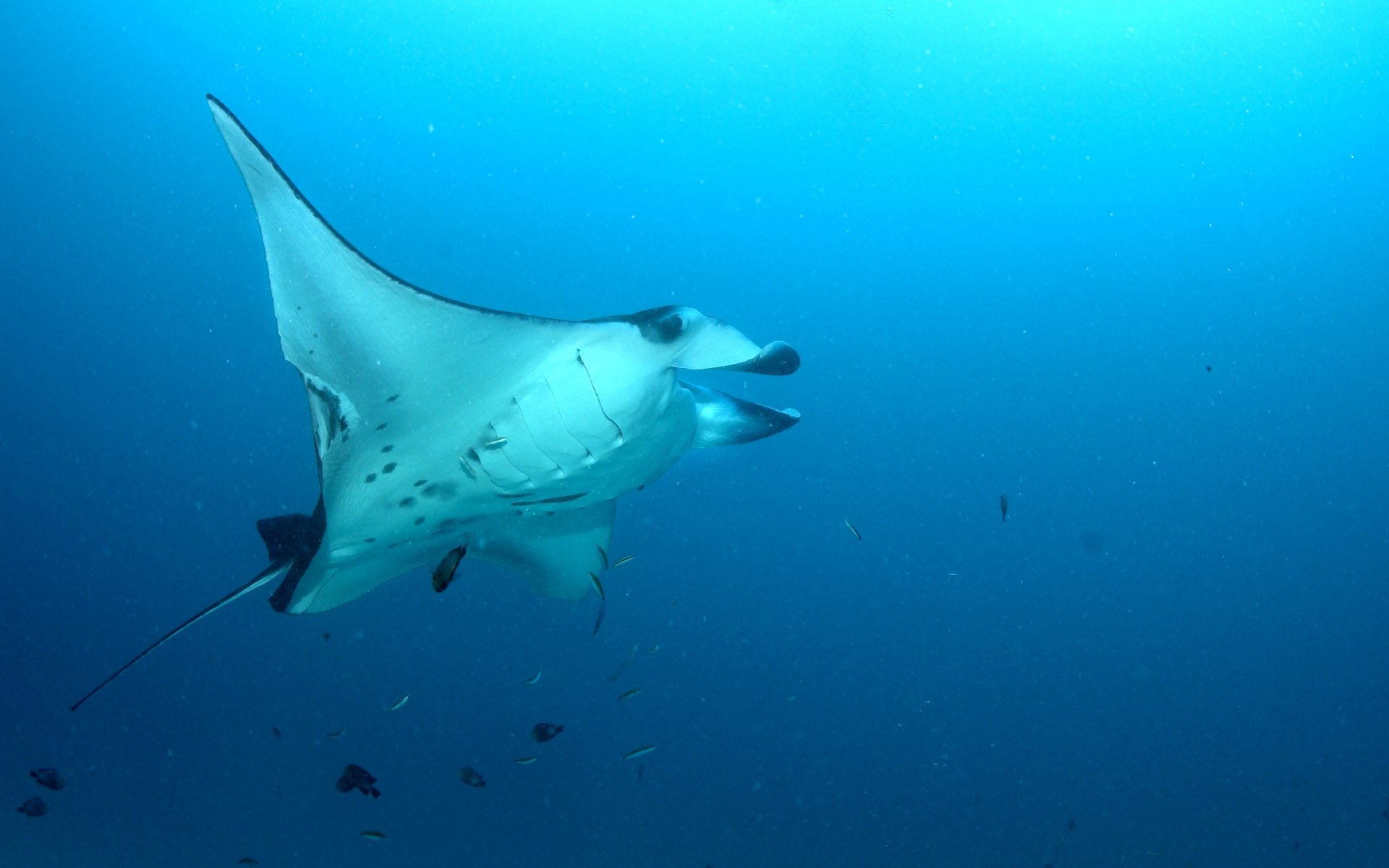 morse habitant peau blanche mer sauvagine poisson océan monde sous-marin photo stingray