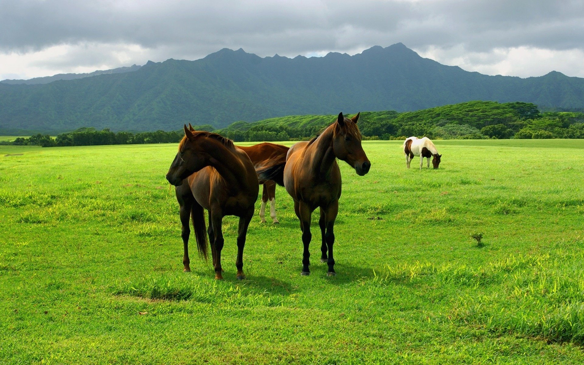 chevaux sombres faune herbe verte ongulés montagnes terre champ forêts ciel nuages photo