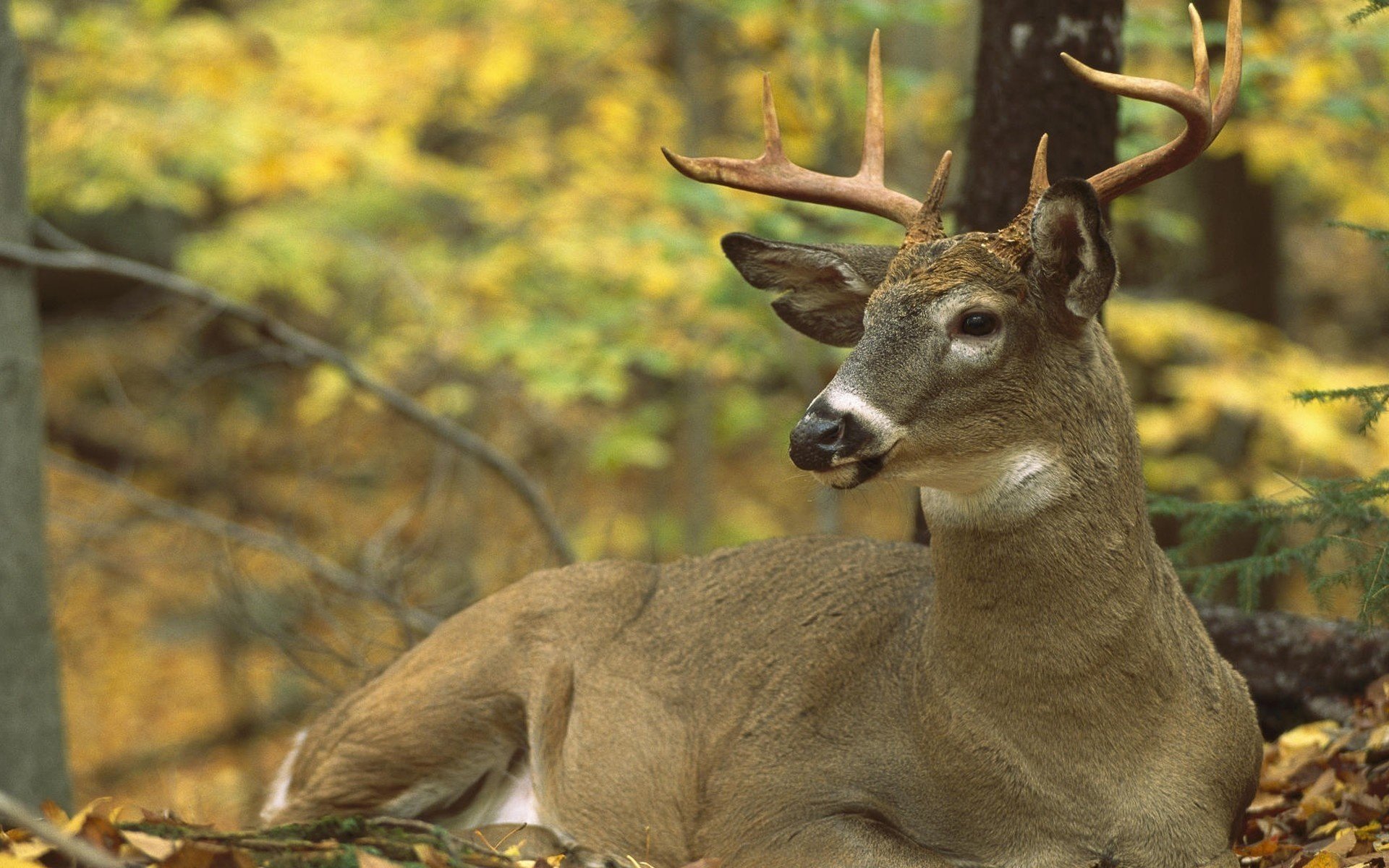 cerf bois automne renard ongulés