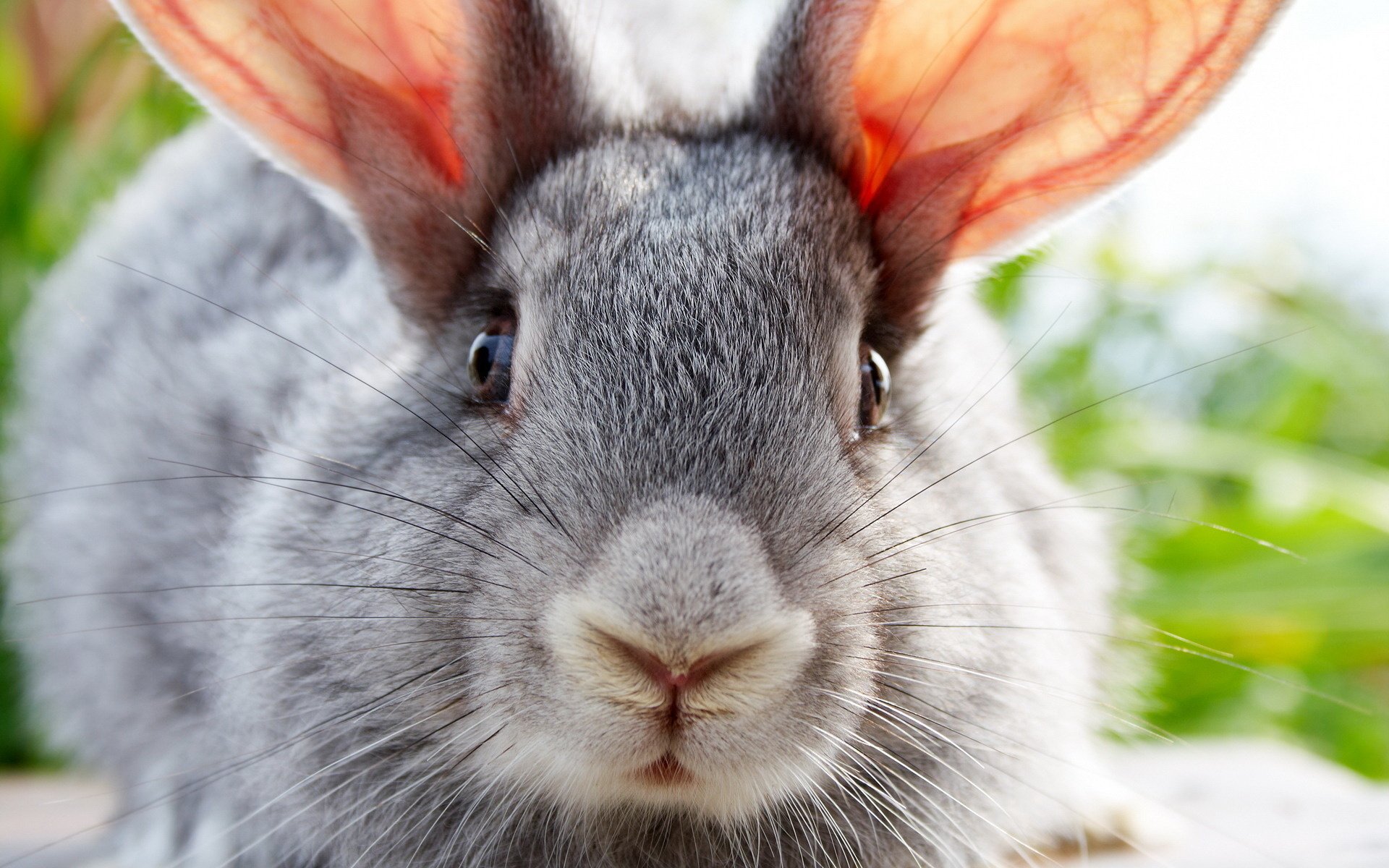 big ears gray rabbit eyes ears black eyes mustache close-up photo look eye