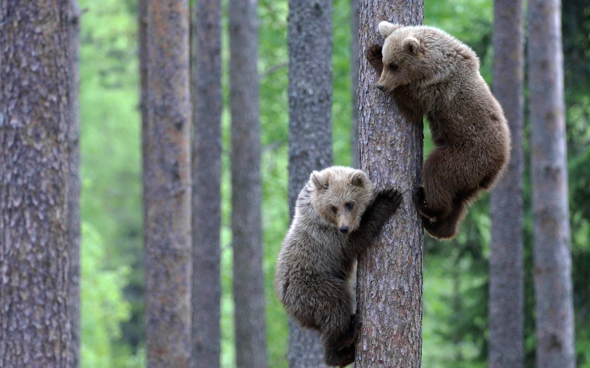 fur coats forest cubs fright bears trees height predators clubfoot