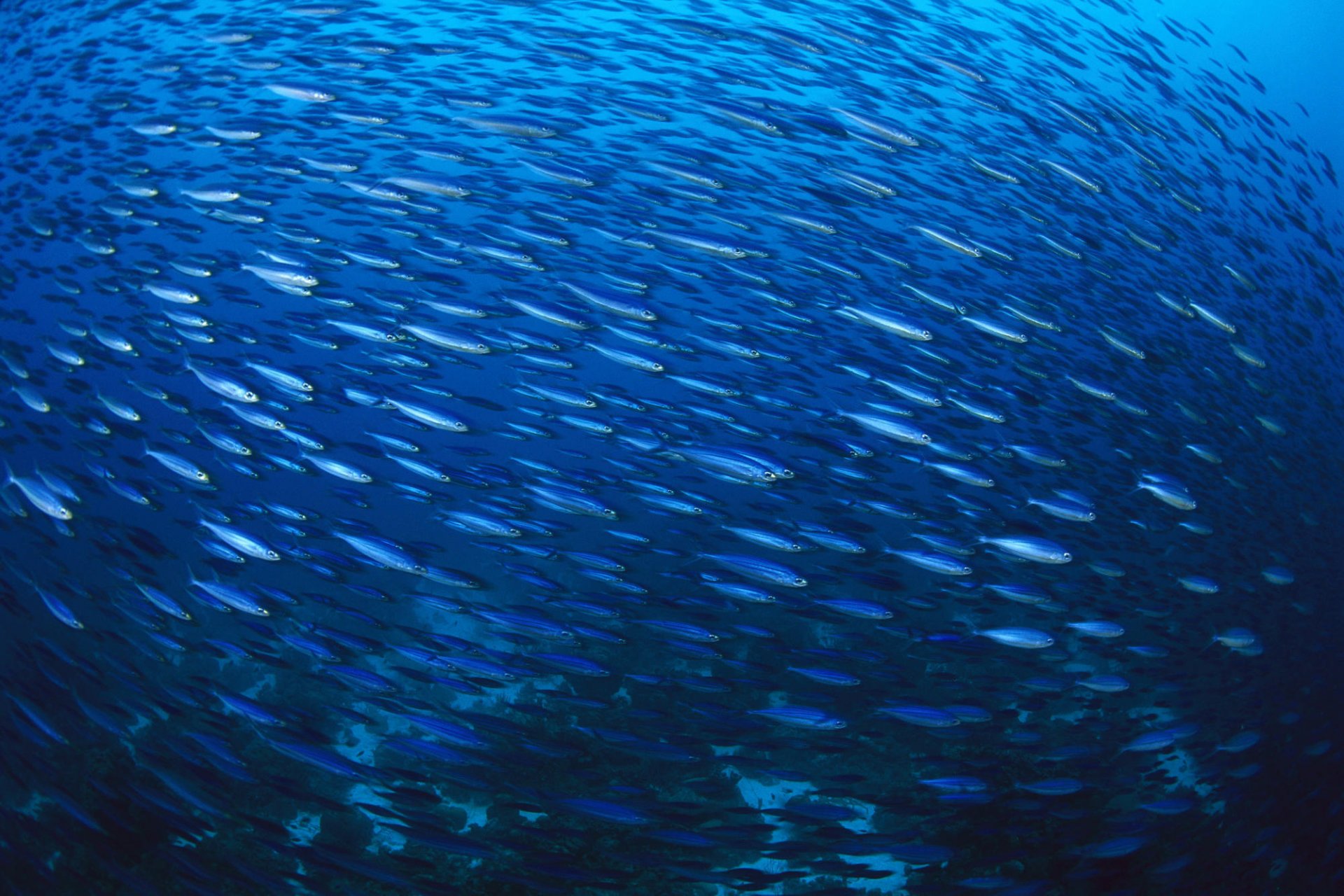 flock of fish blue sea waterfowl movement water underwater world