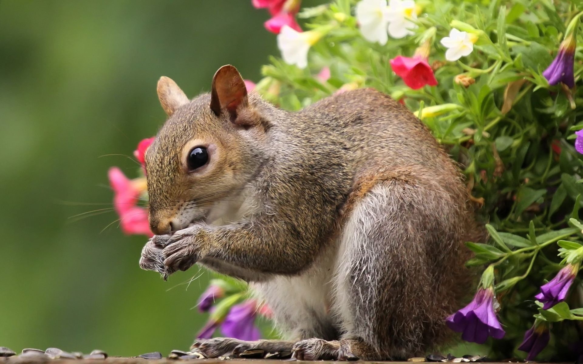 eichhörnchen grauer pelzmantel blumen blick augen