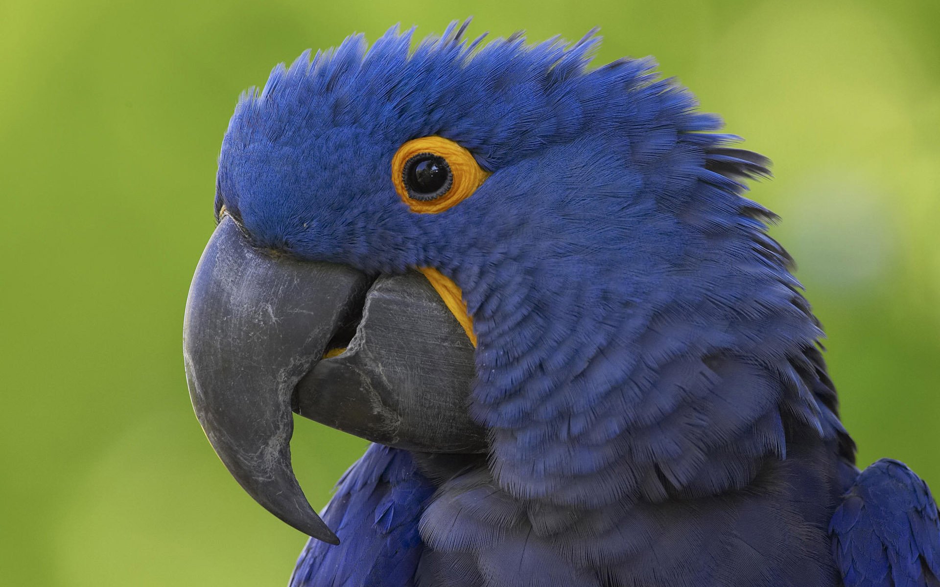 papagei blaue federn schnabel vogel tiere blick augen gefiedert