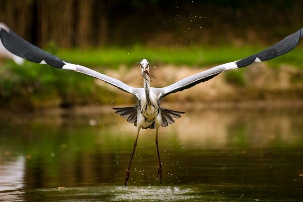 Pris le moment comme une cigogne avec une grande envergure a attrapé le poisson hors de l eau