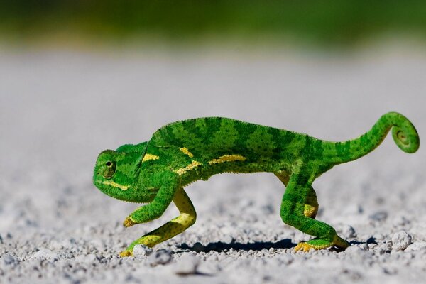 A green chameleon with a small twisted tail