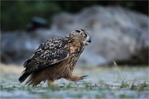 Promenade d un hibou à plumes sur le sol