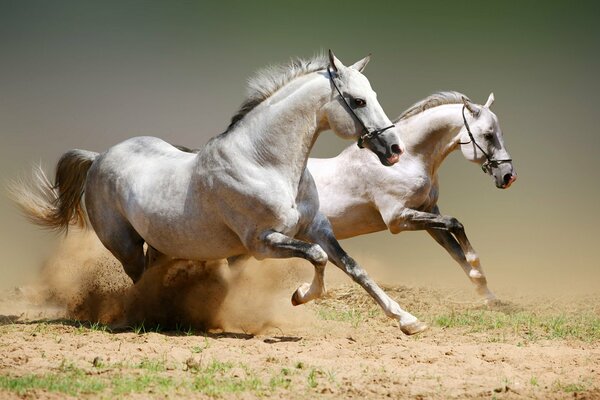Two white horses galloping