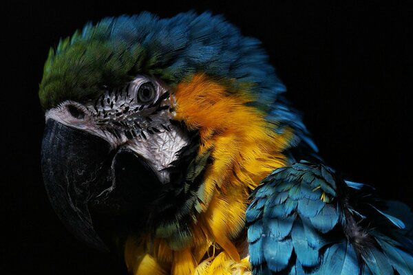 The extraordinary beauty of colored feathers and intelligent parrot eyes