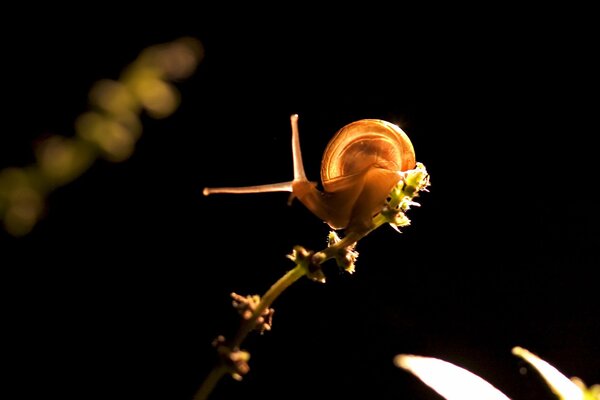 Schnecke mit Hörnern kriecht auf Farbe auf schwarzem Hintergrund