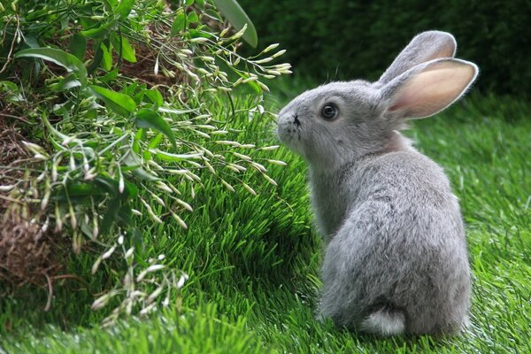 Le lapin est sorti pour marcher sur l herbe verte. ska