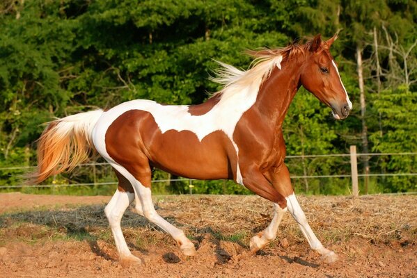 Un caballo blanco y marrón cabalga sobre un corralito de tierra contra el fondo de los árboles